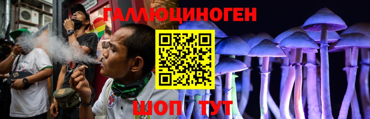 Галлюциногенные грибы Psilocybine cubensis Горячий Ключ